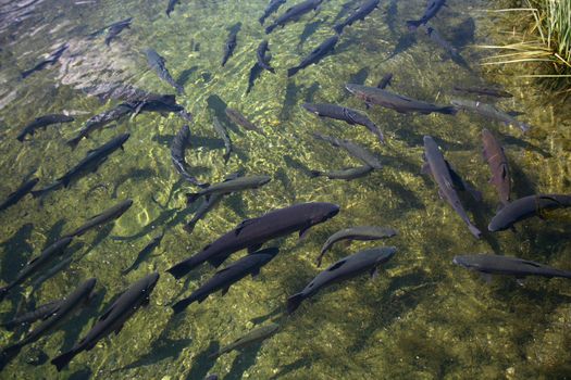 School of healthy trout at a fish hatchery