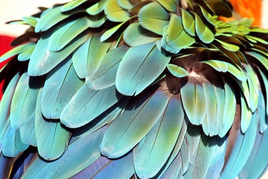 Fluffed up back feathers on a beautiful scarlet macaw