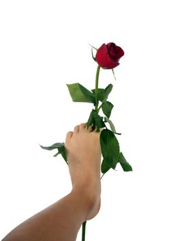 Young woman holding a single red rose between her toes