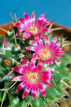 Cactus with blossoms on a dark background (Mammillaria).An image with shallow depth of field.