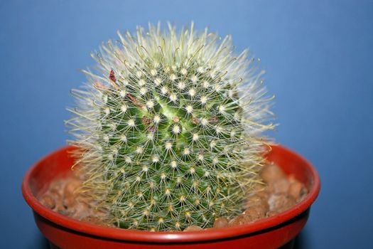 A cactus in a pot on a dark background (Mammillaria).