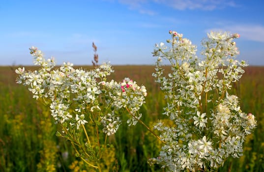 White flowers in  field on  background of sky and horizon.