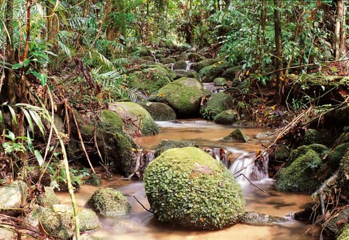 Water in the forest, Cairns, Australia