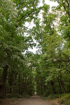 walking path in green park between trees