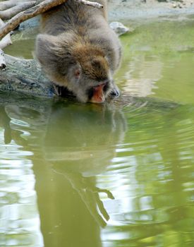 monkey sitting on wood and drinking pool water