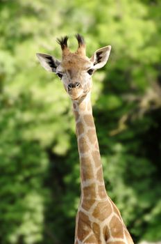 baby giraffe portrait over blur green background