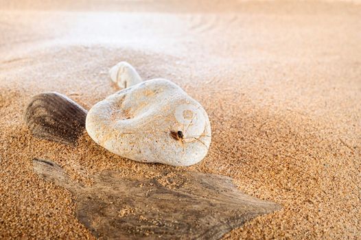 Spider on the pebbles lying in the sea sand