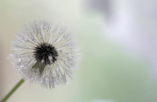 wet dandelion seedhead over a light background