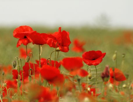 bright red poppies in a field with a blurred background