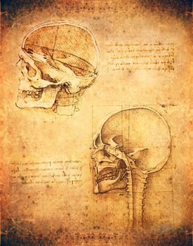 leonardo da vinci style skull illustration  