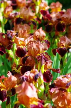 Close-up of lilac iris on the iris plant