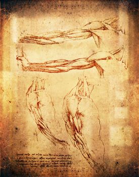 leonardo da vinci style arms illustration