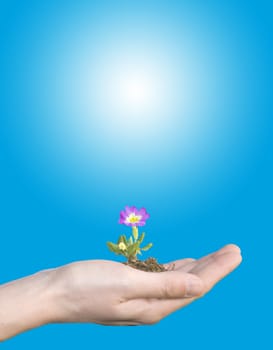 flower in hand on blu sky background