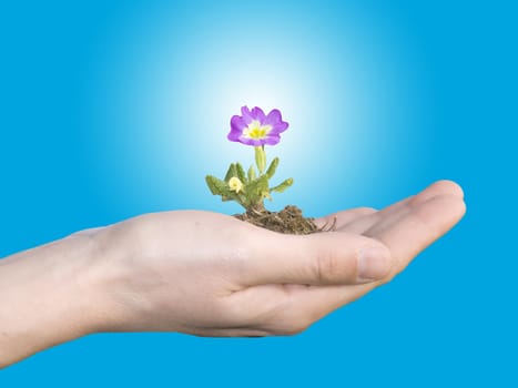 flower in hand on blu sky background