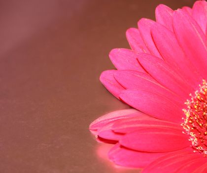 gerbera against a pink paper background