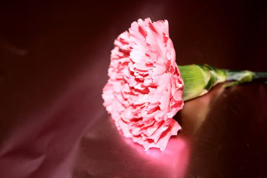 carnation against a pink paper background