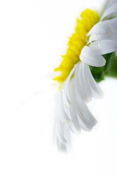 White camomile flower close-up against white background. Focun on the water drop.