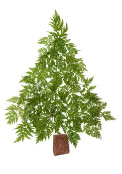 Decorative cristmas spruce from green herb put on white background