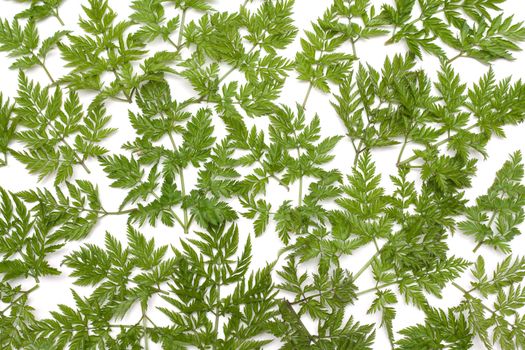 Green herb on white background, invoice, branches