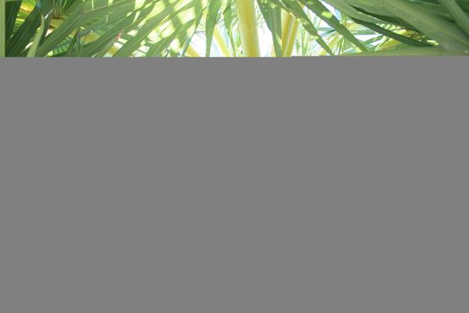 Fruits on palm with dry sheet on end