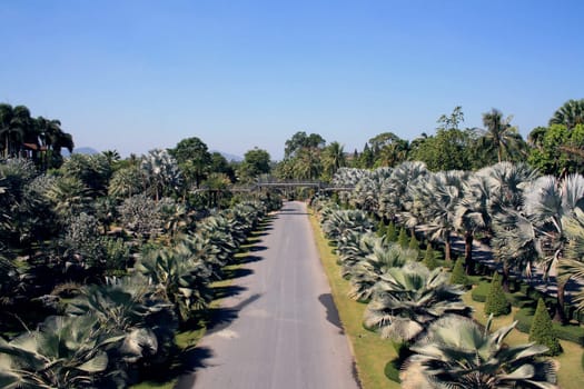 Road amongst palms, path, blue sky, Thailand