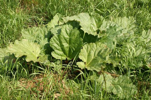 rhubarb leaves growing in amongst the grass