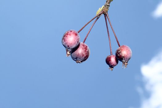 abstract picture of crabb apples against the sky
