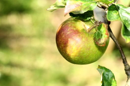 single coxs orange pippin apple growing on a tree