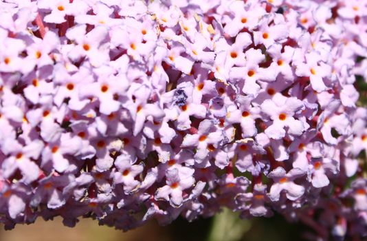 macro shot of the buddleja flower