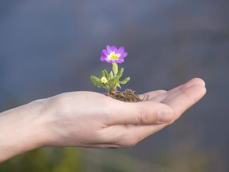 flower in hand outdoor close up