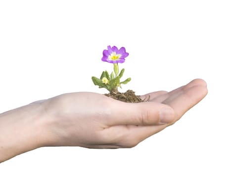 flower in hand isolated on white background