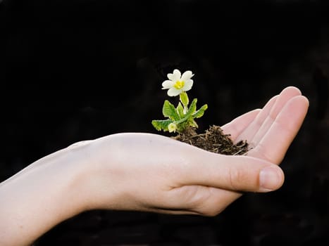 hand with flower isolated on black