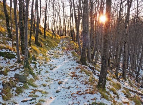 forest in winter with snow and sun