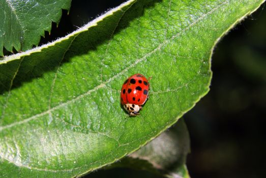 Closeup shot of a tiny ladybug on a leaf.