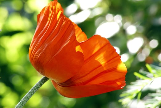 Closeup shot of a big orange poppy.