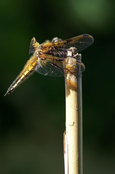 Closeup of a coy dragonfly taking a sunbath.