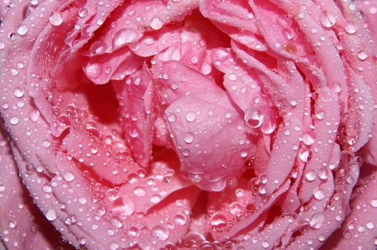Closeup of raindrops on a beautiful pink rose.