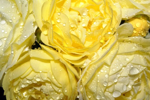 Closeup of raindrops on tender yellow roses.