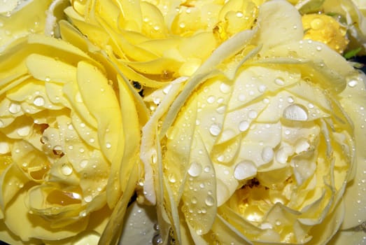 Closeup of raindrops on tender yellow roses.