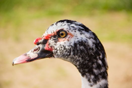 Close-up profile of the head of a Muscovy Duck