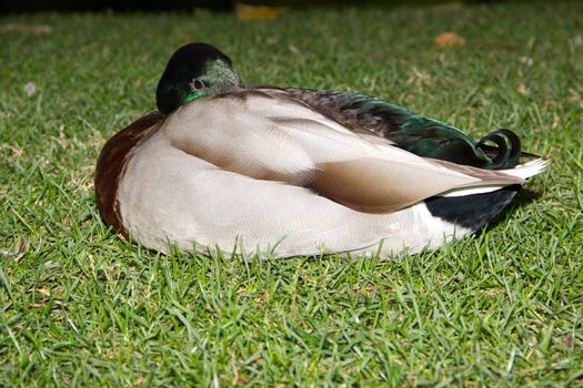 Close-up profile of sleeping Mallard Duck