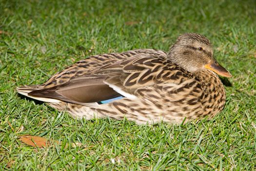 Close-up profile of Mallard Duck