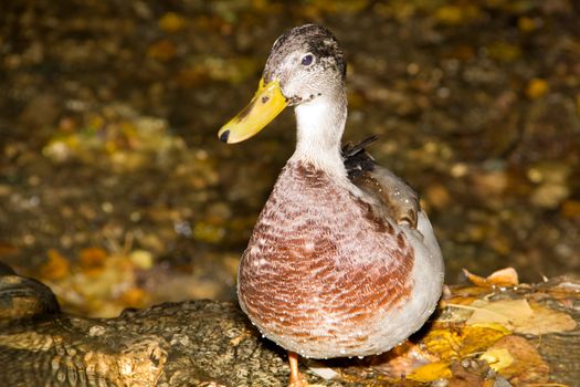 Close-up profile of Mallard Duck