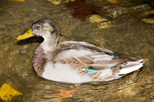 Close-up profile of Mallard Duck