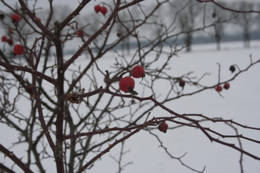 Rosehips in the winter