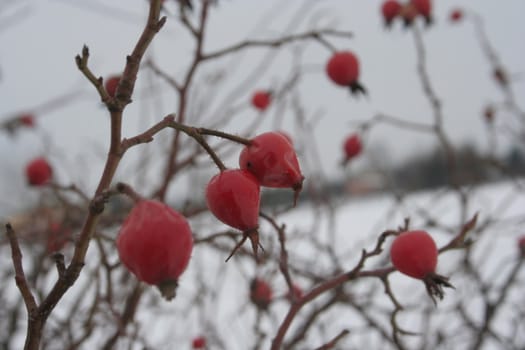 Rosehips in the winter