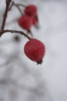 Rosehips in the winter