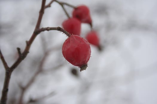 Rosehips in the winter