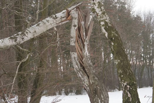 Broken with wind tree