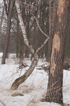 Bent birch and pine with the scraped cortex